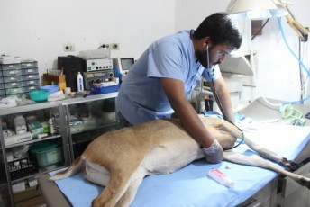 ARCAS-veterinary-program-05
