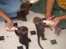 Feeding Coatis