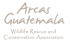 ARCAS Guatemala, Rescuing and Conserving Guatemalan Wildlife for over 20 Years